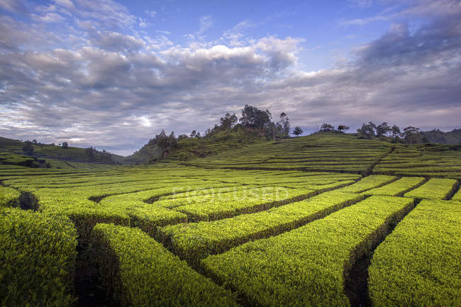 Vista panorâmica da plantação de chá, Ciwidey, Java Ocidental, Indonésia — Fotografia de Stock
