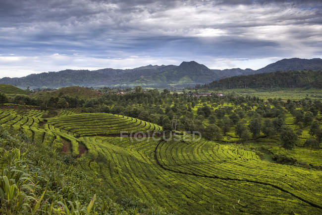 Мальовничий вид на чайні плантації, Ciwidey, Бандунг захід Java, Індонезії — стокове фото