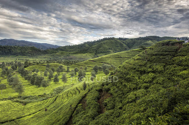 Vue panoramique sur Tea Plantation, Ciwidey, Bandung, Java occidental, Indonésie — Photo de stock