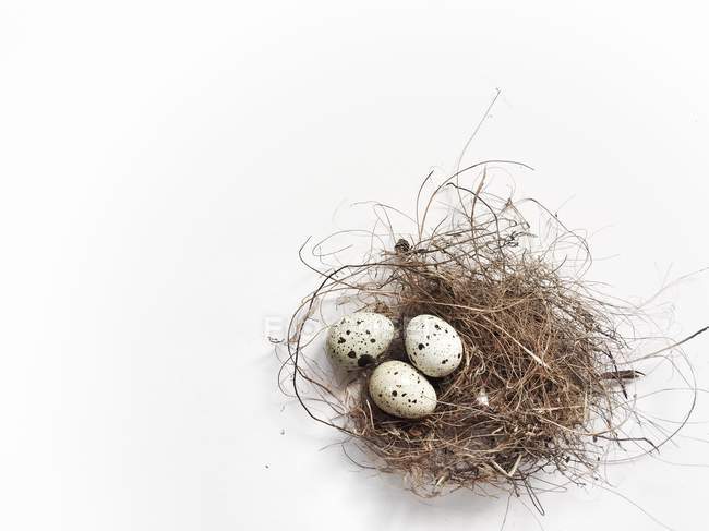 Три перепелиных яйца в птичьем гнезде — стоковое фото