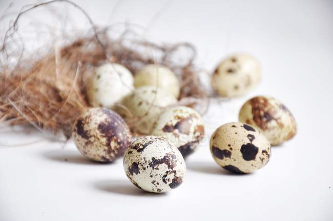 Перепелиные яйца с птичьим гнездом, вид крупным планом — стоковое фото