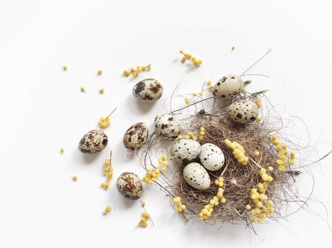 Huevos de codorniz en un nido de aves con flores de mimosa amarillas - foto de stock