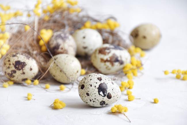 Ovos de codorniz em um ninho de pássaro com flores de mimosa amarelas — Fotografia de Stock