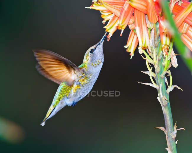 Hembra Anna Hummingbird alimentándose de flor de aloe - foto de stock
