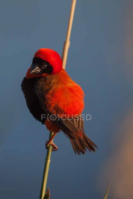 Pássaro do Bispo Vermelho do Sul sentado no galho contra o céu azul — Fotografia de Stock