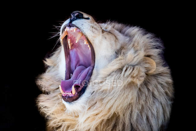 Löwenmännchen brüllt vor schwarzem Hintergrund — Stockfoto