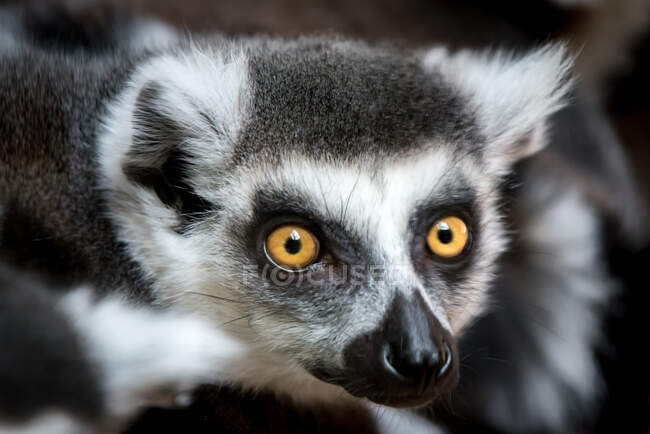 Portrait of a Ringed Lemur — Stock Photo
