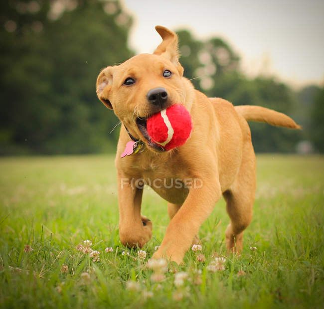 Labrabull Filhote de cachorro correndo com bola na boca — Fotografia de Stock