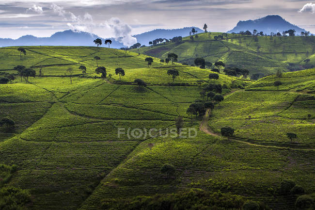 Vista panorámica de Tea Plantation, Ciwidey Bandung, Java Occidental, Indonesia - foto de stock