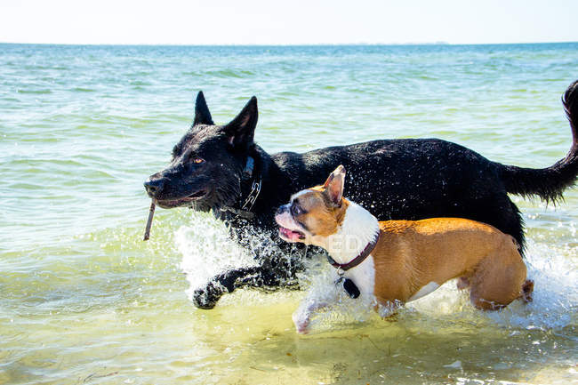 Две собаки, бегущие в океане с палкой, Остров Сокровищ, Флорида, Америка, США — стоковое фото