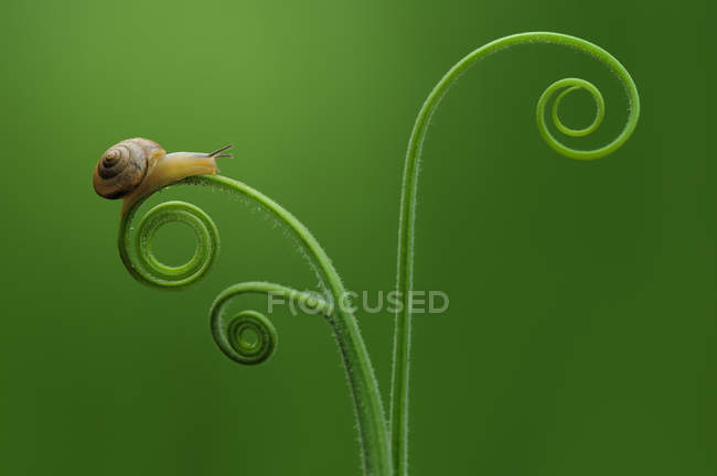 Visão de close-up do Snail em uma planta, Jombang, Java Oriental, Indonésia — Fotografia de Stock