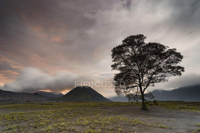 Árbol solitario y Monte Bromo al atardecer, Java Oriental, Indonesia - foto de stock