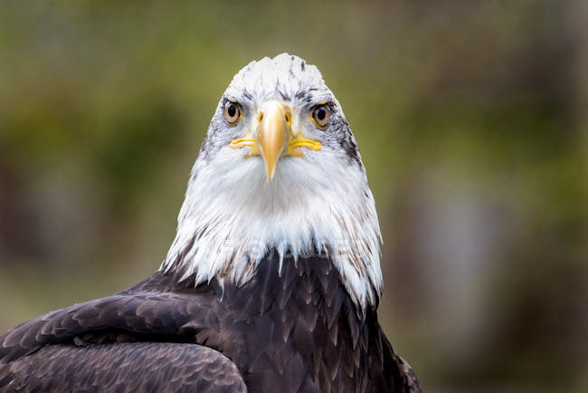Portrait d'un aigle chauve, fond flou — Photo de stock