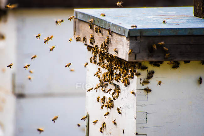 Vista de cerca de las abejas que regresan a una colmena - foto de stock