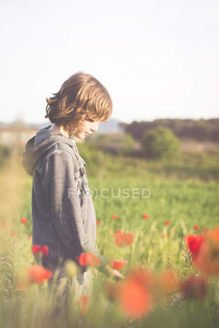 Boy standing in a poppy field — Stock Photo