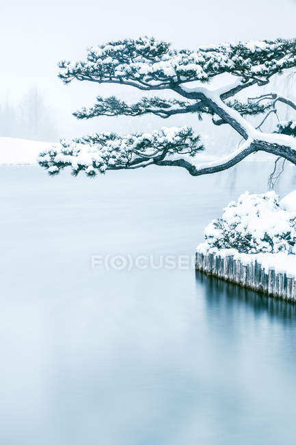 Árvore coberta de neve no jardim japonês, Chicago Botanic Gardens, Illinois, América, EUA — Fotografia de Stock