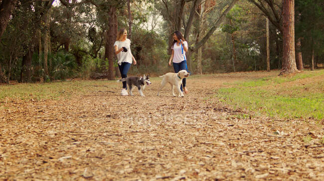 Дві жінки ходять зі своїми собаками, Санкт-Петербург, Флорида, Америка, Уса. — стокове фото