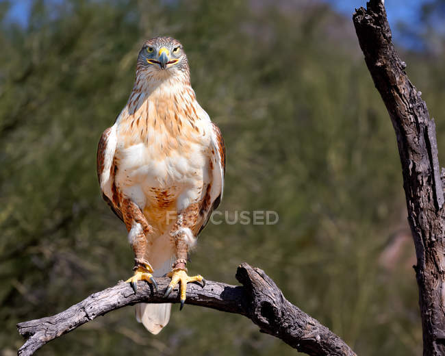 Red Tail Hawk sentado na filial, Parque Nacional Saguaro, Tucscon, Arizona, América, EUA — Fotografia de Stock