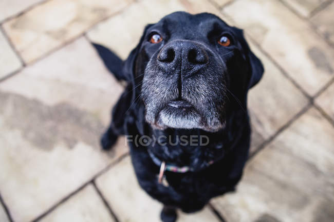 Labrador preto olhando para cima, visão de alto ângulo — Fotografia de Stock