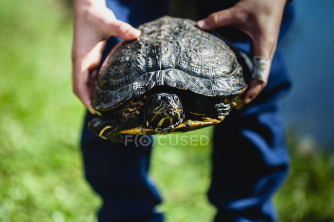 Обрізаний образ хлопчика тримає черепаху — стокове фото
