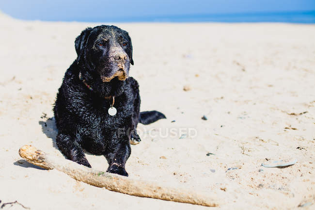Chien Labrador noir assis sur la plage avec un bâton — Photo de stock