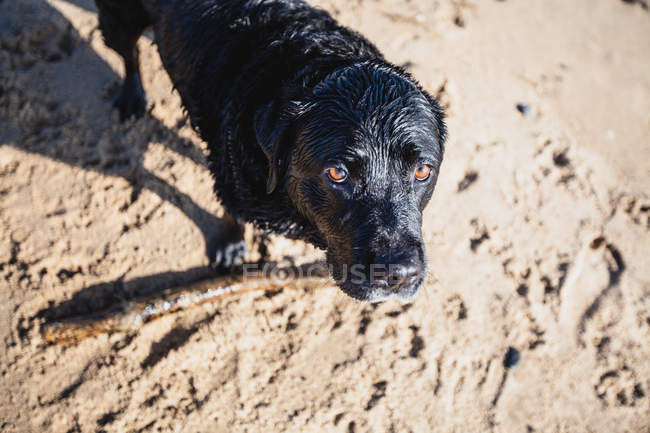 Black Labrador cão brincando com um pau na praia — Fotografia de Stock