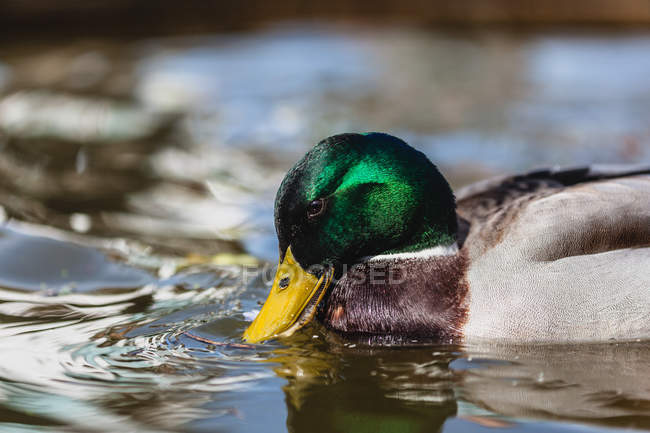 Closeup view of Duck drinking water in river — Stock Photo