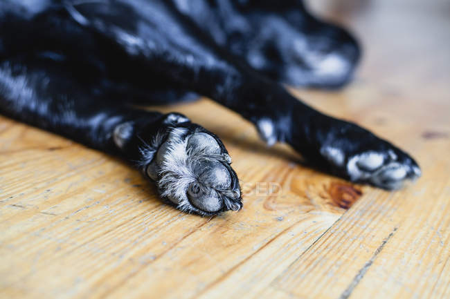 Чёрный лабрадор спит, крупный план фокусируется на лапах — стоковое фото