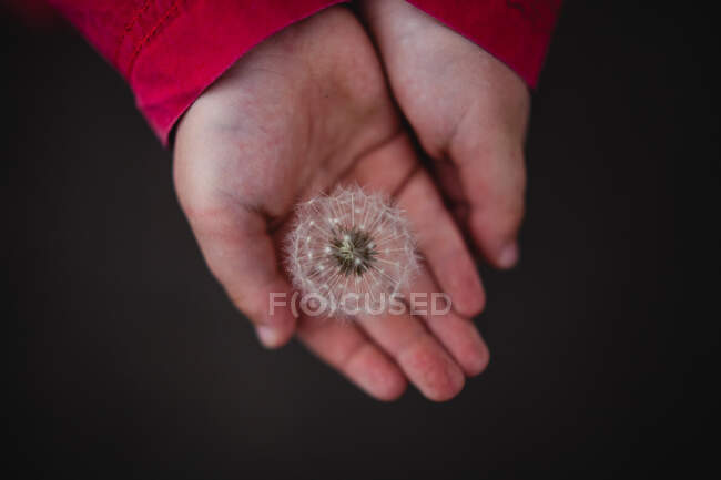 Girl holding a dandelion clock — Stock Photo