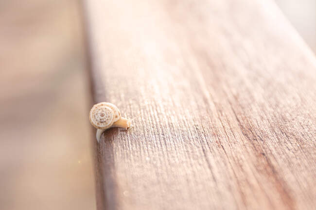 Мініатюрний равлик на дерев'яному столі — стокове фото