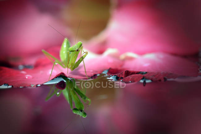 Mantis em um lírio de água, vista close-up — Fotografia de Stock