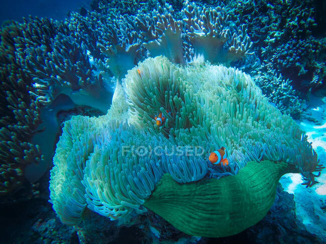 Pez payaso en arrecife de coral, Bali, Indonesia - foto de stock