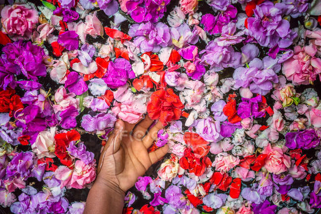 La mano della ragazza tocca i fiori galleggianti in acqua — Foto stock