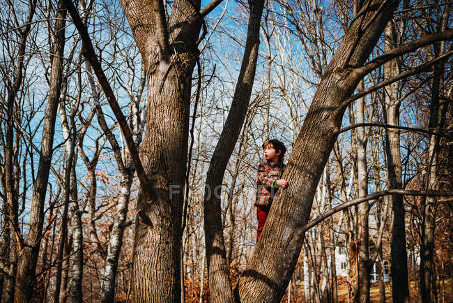 Boy climbing tree in autumn forest — Stock Photo