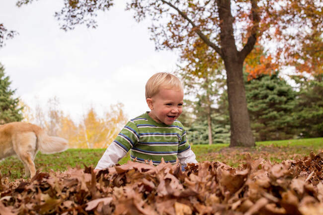 Little Boy playing in autumn leaves — Stock Photo