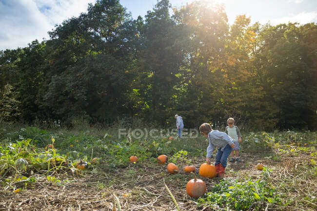 Nonno raccogliere zucche in un cerotto di zucca con due nipoti — Foto stock