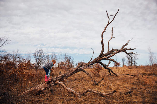 Мальчик залез на мёртвое дерево — стоковое фото