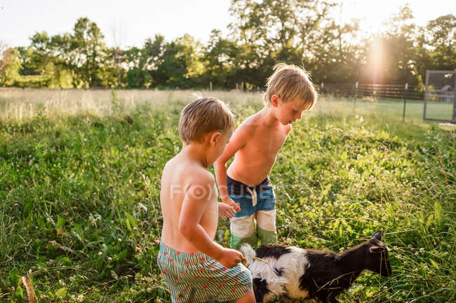 Два мальчика играют с козой на усадьбе — стоковое фото