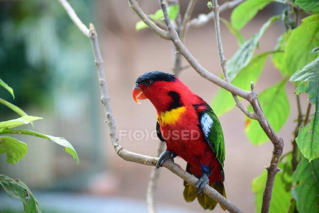 Parrot sitting in a tree — Stock Photo