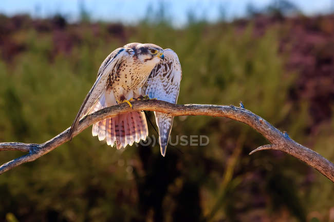 Peregrine Falcon ready to take off, Saguaro National Park, Tucson, Arizona, America, USA — Stock Photo