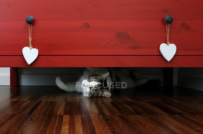 Gato acostado debajo de un cajón - foto de stock