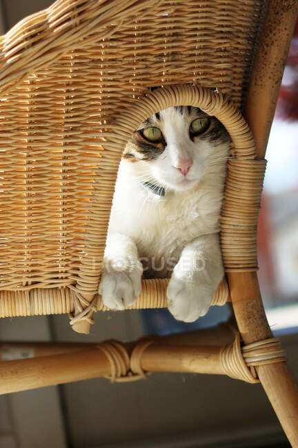 Gato sentado em uma cadeira de vime — Fotografia de Stock