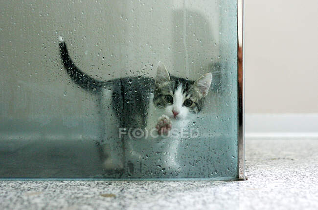 Gato atrapado en una ducha húmeda - foto de stock