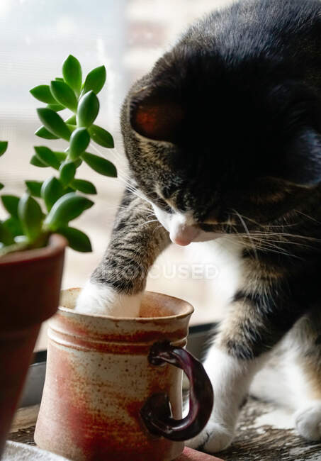 Gato jugando con agua en una taza - foto de stock