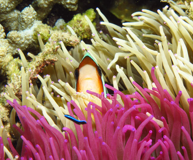 Clownfische verstecken sich in Kohle, Gorontalo, Indonesien — Stockfoto