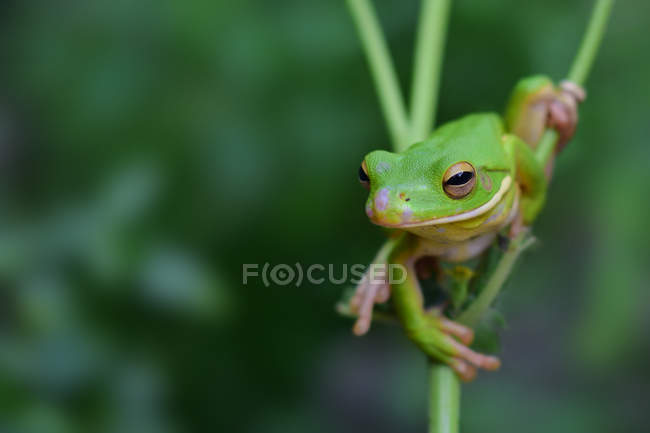 White-lipped tree frog, closeup view — Stock Photo