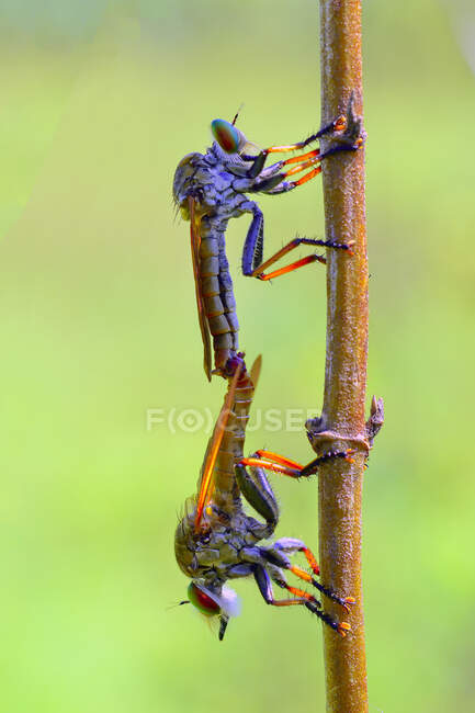 Due mosche rapinatrici si accoppiano, Gorontalo, Indonesia — Foto stock