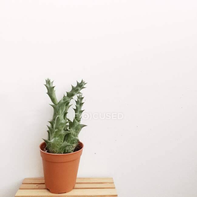 Cactus dans un pot de plante sur une table en bois — Photo de stock