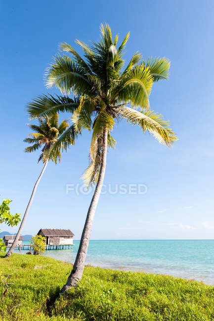 Vue panoramique sur les palmiers sur la plage, Semporna, Sabah, Malaisie — Photo de stock