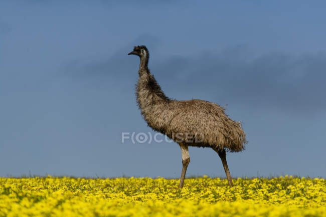 Emus im Rapsfeld vor blauem Himmel — Stockfoto